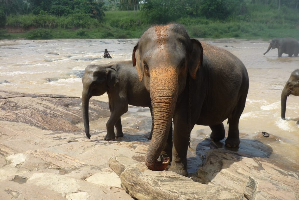 ricovero elefanti Sri Lanka